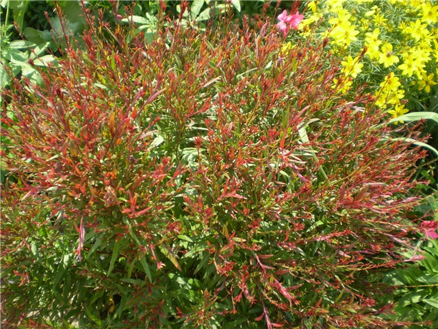 gaura